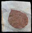 Fossil Leaf (Davidia antiqua) - Montana #35725-1